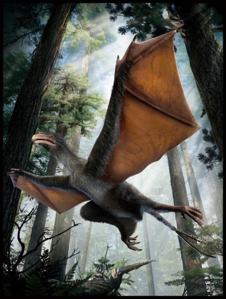 奇翼龙：新的中国恐龙，蝙蝠翅膀的鸟类祖先