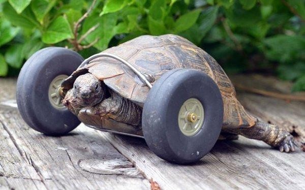 90岁老乌龟换了两个轮子前腿
