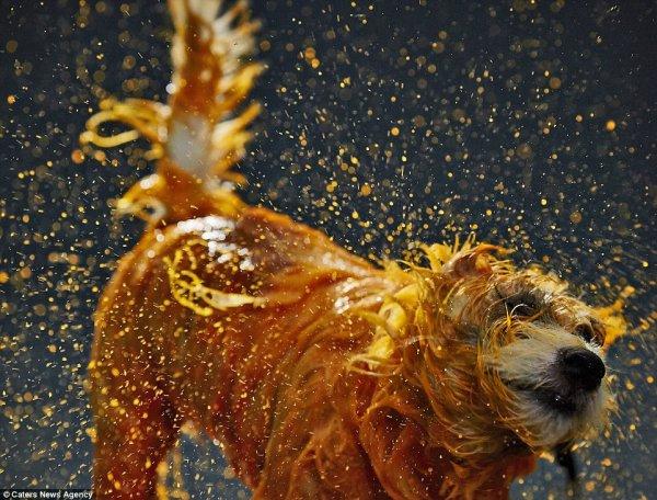 巴西艺术家们用狗狗来画画创作