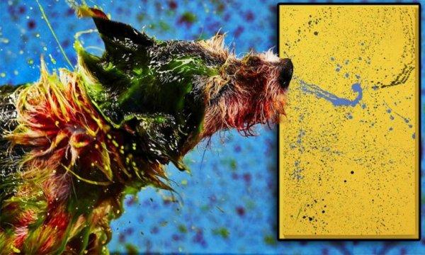 巴西艺术家们用狗狗来画画创作