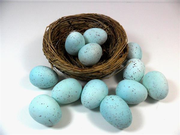 科学家借助3D打印鸟蛋研究鸟类行为