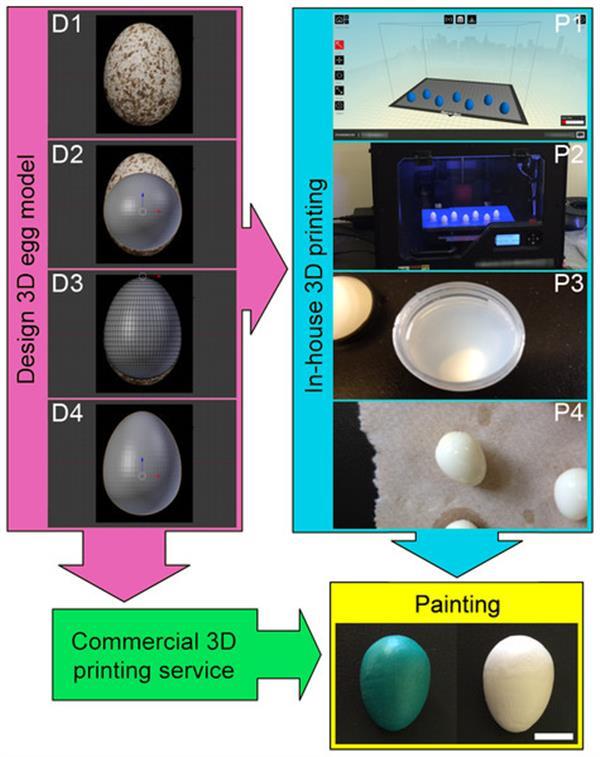 科学家借助3D打印鸟蛋研究鸟类行为