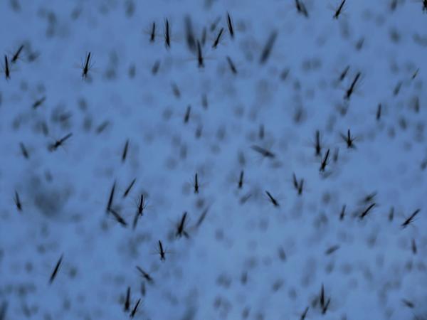 广州投放50万只“绝育”雄蚊，据称可稀释种群密度防登革热