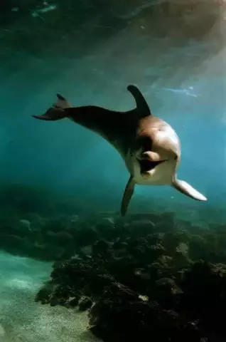 瑞察·欧贝瑞的海豚保护之路