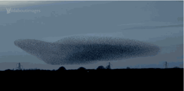 数万只椋鸟成群结队空中飞舞的壮观景象