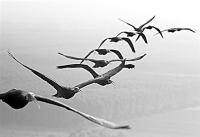 鸟类迁徙为何呈V字队形？