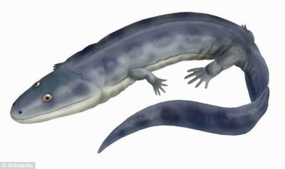 最早登陆的脊骨两栖动物源自3.33亿年前