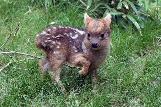 全世界最小的鹿萌翻了全世界