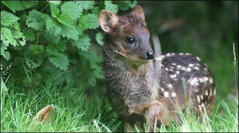 全世界最小的鹿萌翻了全世界