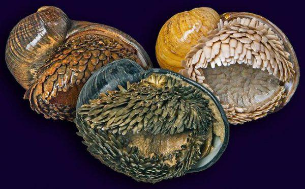海底极端环境生存的鳞角腹足蜗牛