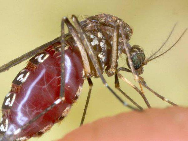 蚊子可能在传播一种新的神秘疾病