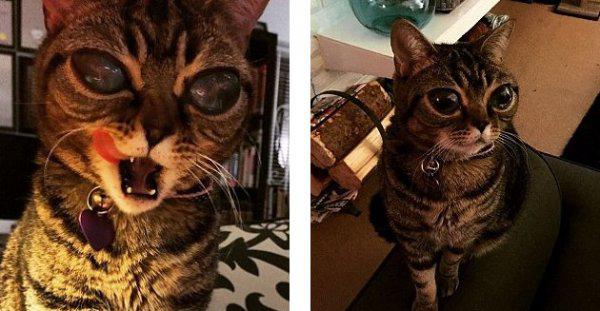 明星猫：眼睛病变失明的外星猫Matilda
