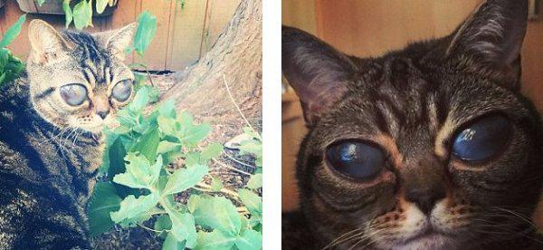 明星猫：眼睛病变失明的外星猫Matilda