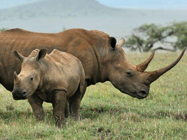 3D打印犀牛角帮助保护濒危犀牛