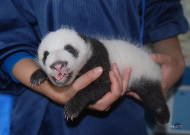 大熊猫出生和成长过程图片