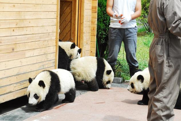 大熊猫出生和成长过程图片