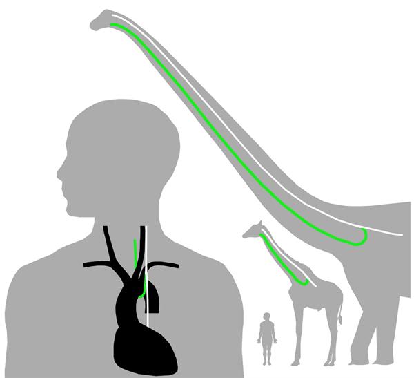 演化是如何笨拙、浪费和鲁莽地塑造了长颈鹿，及其脖子的