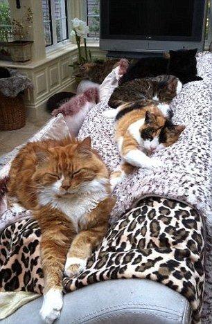 英国女士Silvana收养了122只流浪猫