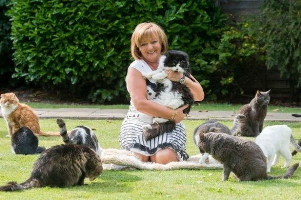 英国女士收养了122只流浪猫
