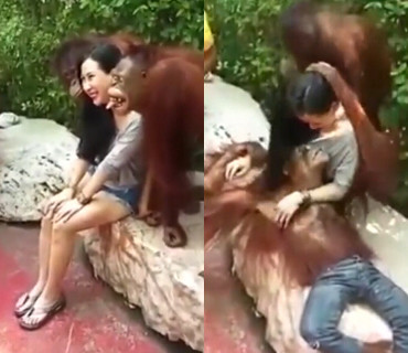美女与红毛猩猩合影强吻
