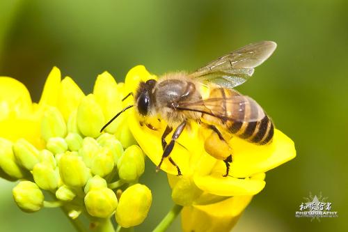 蜜蜂采蜜传粉