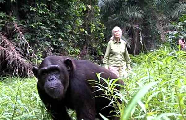珍妮·古道尔与《黑猩腥在召唤》