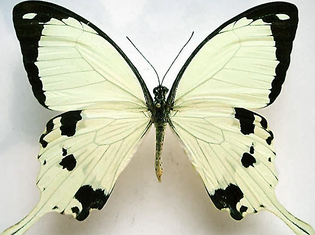 蛾子、蝴蝶的区分和分类