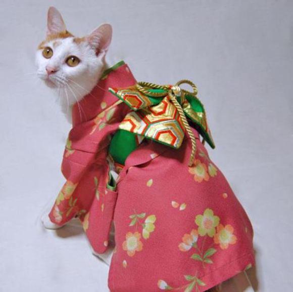 穿和服的猫