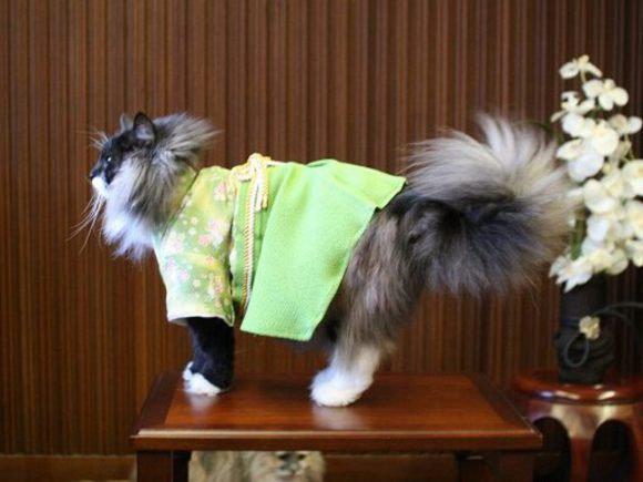 穿和服的猫