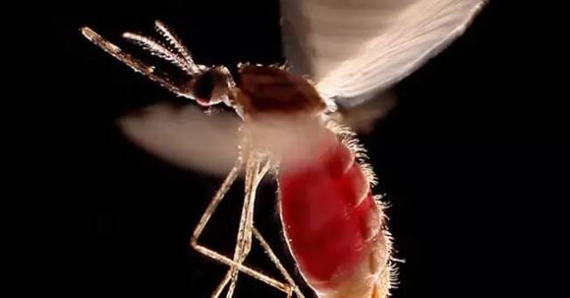 假如蚊子灭绝了，生态系统会不会崩溃？