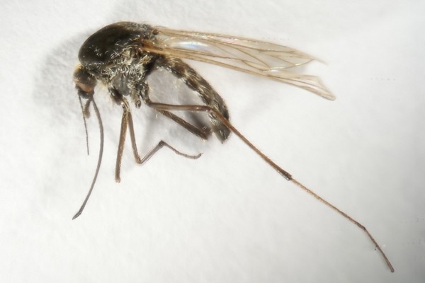 假如蚊子灭绝了，生态系统会不会崩溃？