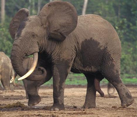 大象的种类和分类