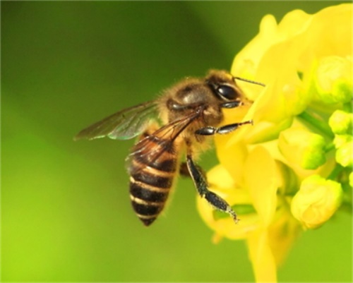 关于蜜蜂冷知识和趣事