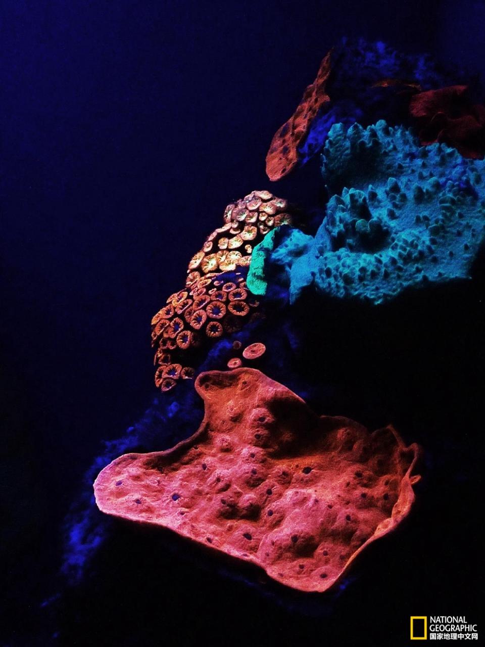科学家发现彩色荧光珊瑚
