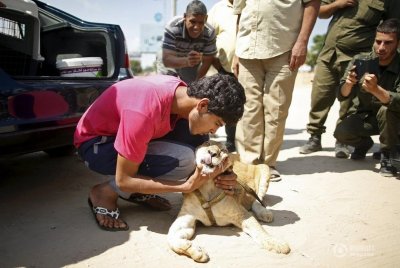 加沙难民收养宠物小狮子Mona三年 今日分别难舍难分