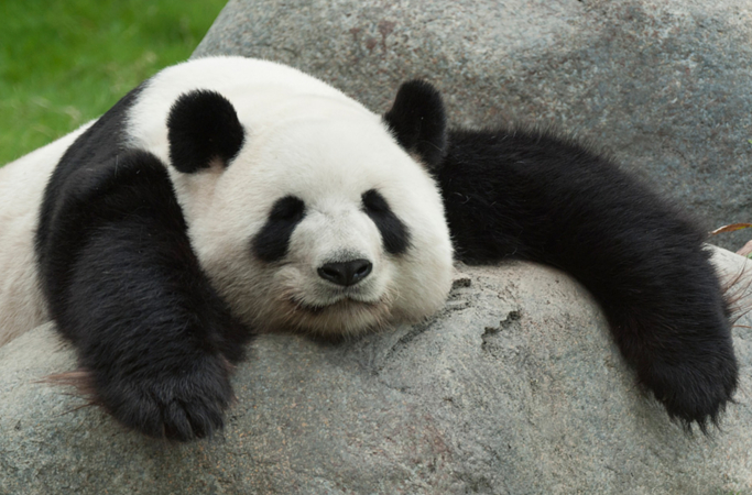 大熊猫是名副其实的懒汉