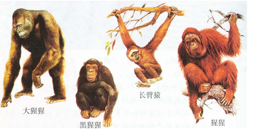 猩猩、黑猩猩和大猩猩的区别和不同