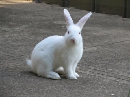 夏季防止兔子腹泻的方法技巧