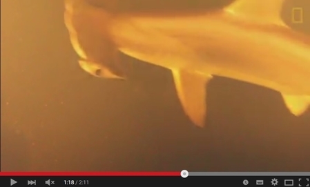 鲨鱼生活在环境恶劣的海底活火山口 令人吃惊