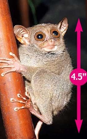 九个世界上最小的动物
