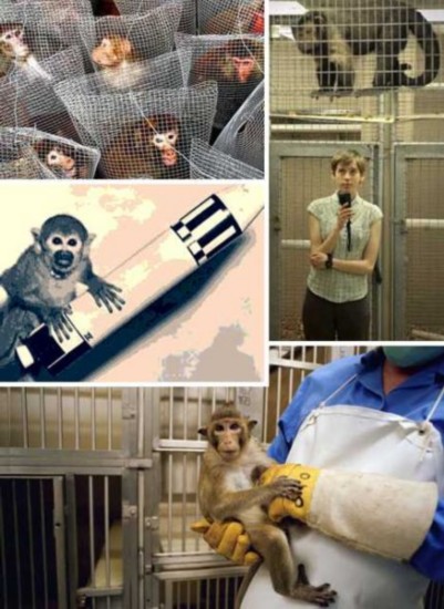 动物实验中，贡献最大的7种动物