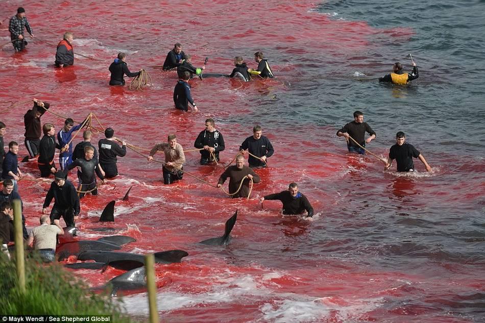 丹麦法罗群岛宰杀鲸鱼 将海水全部染红（视频）