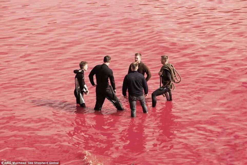 丹麦法罗群岛宰杀鲸鱼 将海水全部染红（视频）