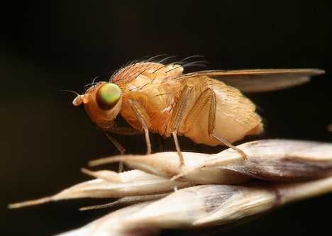 对微小而卑微的果蝇进行研究能够给人类带来什么益处？