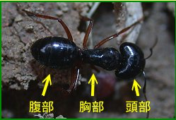 蚂蚁的身躯有头、胸、腹三个部分