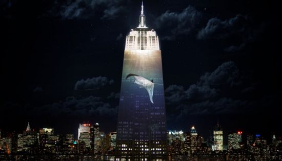 濒危动物巨型投影亮相帝国大厦(图)