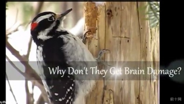 关于啄木鸟的小知识