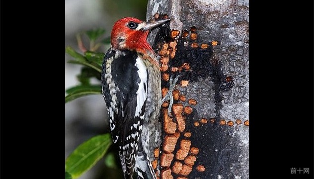 关于啄木鸟的小知识