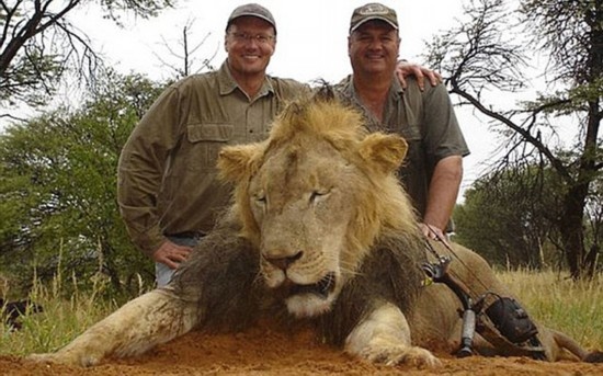 可就在上周新闻报道，津巴布韦狮子王Cecil被美国医生非法猎杀