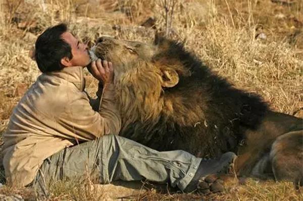 Kevin Richardson：他花16年跟狮子交谈，可他最爱的狮王却被偷猎者杀死